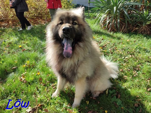 31.10.2022 - Eurasier Zunge gefällig?